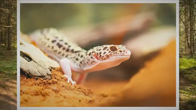 Video thumbnail for Top 9 Best & Worst Substrates for Leopard Geckos