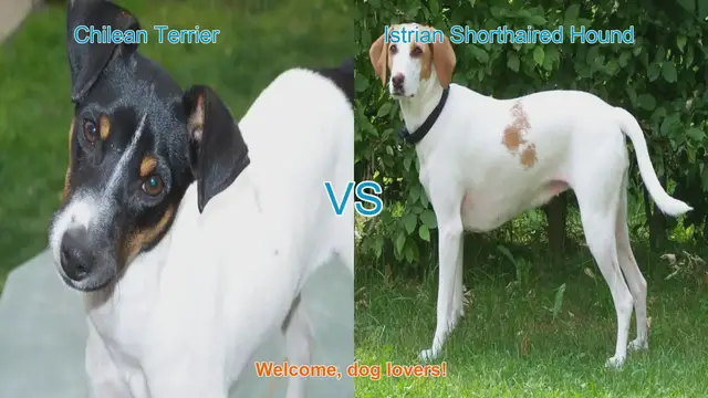 Video thumbnail for Chilean Terrier vs. Istrian Shorthaired Hound: A Breed Comparison