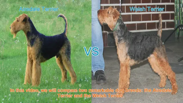 Video thumbnail for Airedale Terrier vs. Welsh Terrier: Breed Comparison Guide