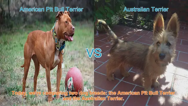 Video thumbnail for American Pit Bull Terrier vs. Australian Terrier: A Breed Comparison