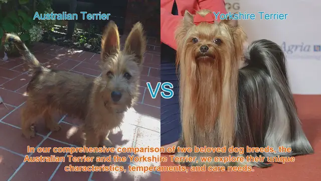 Video thumbnail for Comparing Australian Terrier and Yorkshire Terrier: Unique Traits and Care Needs