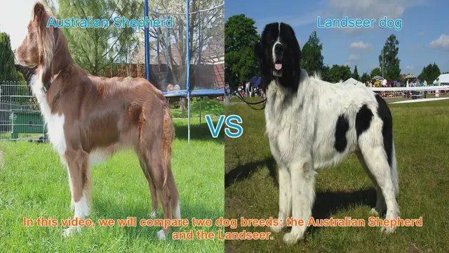 Video thumbnail for Australian Shepherd vs. Landseer: A Comprehensive Breed Comparison