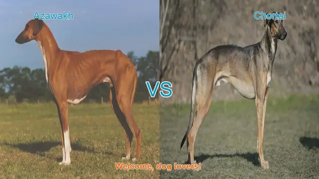 Video thumbnail for Azawakh vs. Chortai: A Comparison of Elegant Dog Breeds