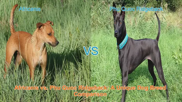 Video thumbnail for Africanis vs. Phu Quoc Ridgeback: A Unique Dog Breed Comparison