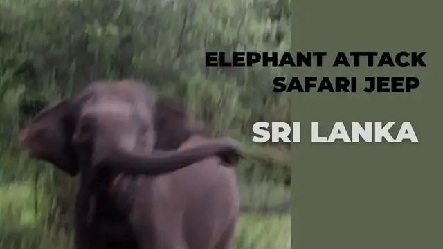 Video thumbnail for Elephants attack safari jeep in wasgamuwa national park  Sri Lanka