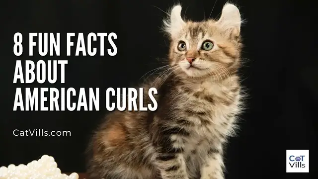 Video thumbnail for 8 FUN FACTS About American Curls