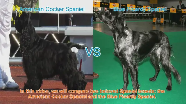 Video thumbnail for American Cocker Spaniel vs. Blue Picardy Spaniel: A Breed Comparison