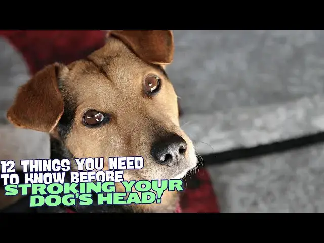Video thumbnail for 12 Things You Need to Know Before Stroking Your Dog’s Head! 🐶💡