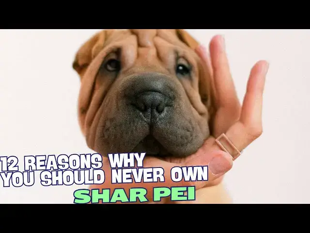 Video thumbnail for 12 Reasons Why You Should Never Own a Shar Pei 😳🐶