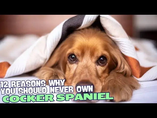 Video thumbnail for 12 Reasons Why You Should Never Own a Cocker Spaniel! 🚫🐶