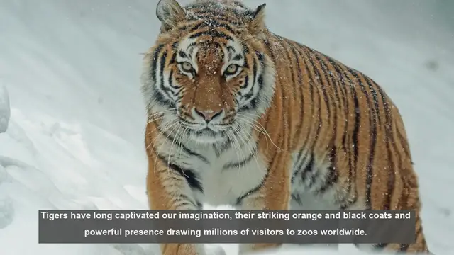 Video thumbnail for 10 Most Famous Zoo Tigers: From Machli to Montecore