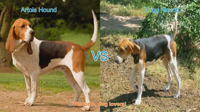 Video thumbnail for Artois Hound vs. Trigg Hound: A Comprehensive Comparison
