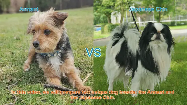 Video thumbnail for Armant vs. Japanese Chin: A Breed Comparison