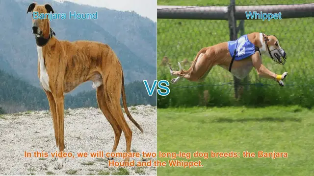 Video thumbnail for Banjara Hound vs. Whippet: A Breed Comparison Guide