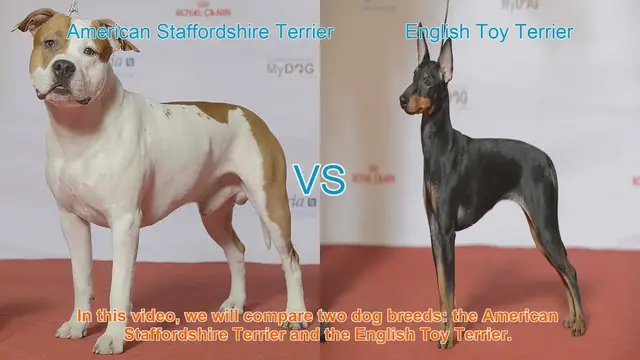 Video thumbnail for American Staffordshire Terrier vs. English Toy Terrier: A Breed Comparison