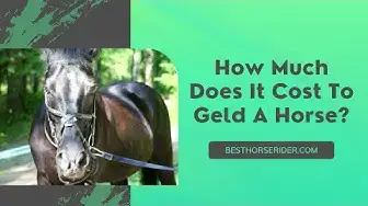 Video thumbnail for How Much Does It Cost To Geld A Horse?