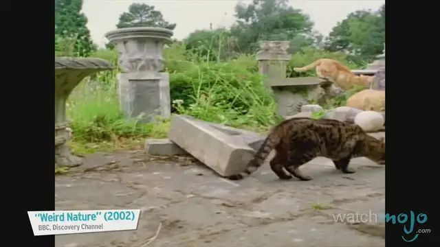 'Video thumbnail for Top 10 Domesticated Cat Breeds'