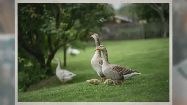 Video thumbnail for How Long Do Geese Nest?