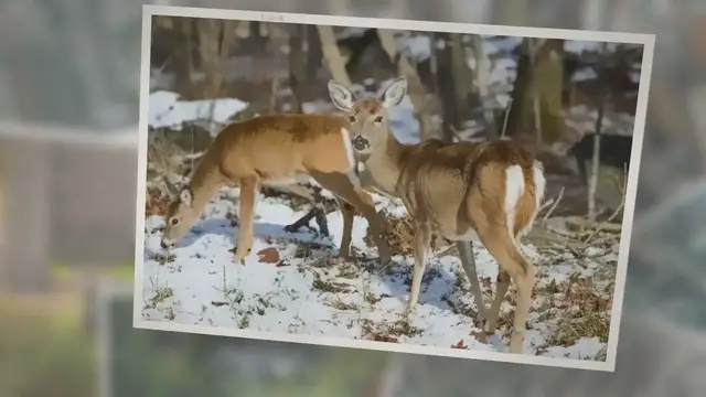 Video thumbnail for Winter Deer Diet: What Do Deer Eat in Winter?