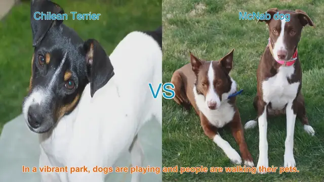 Video thumbnail for Chilean Terrier vs. McNab Dog: A Comparison of Two Energetic Breeds