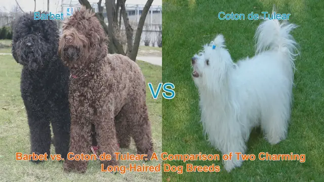 Video thumbnail for Barbet vs. Coton de Tulear: A Comparison of Two Charming Long-Haired Dog Breeds