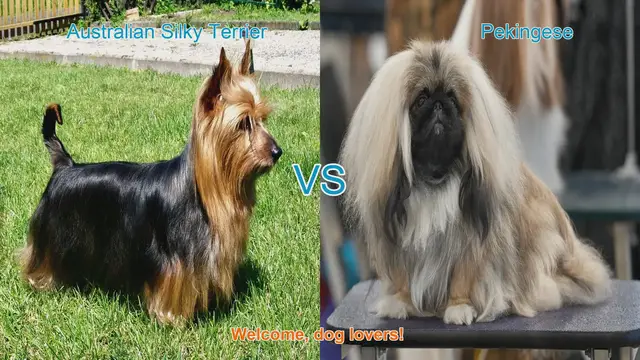 Video thumbnail for Comparing Australian Silky Terrier and Pekingese: A Guide for Dog Lovers