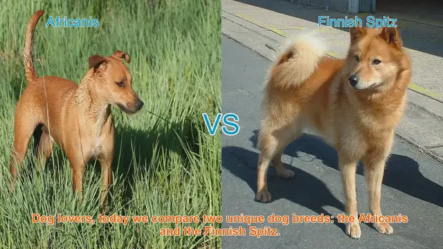 Video thumbnail for Africanis vs. Finnish Spitz: A Breed Comparison