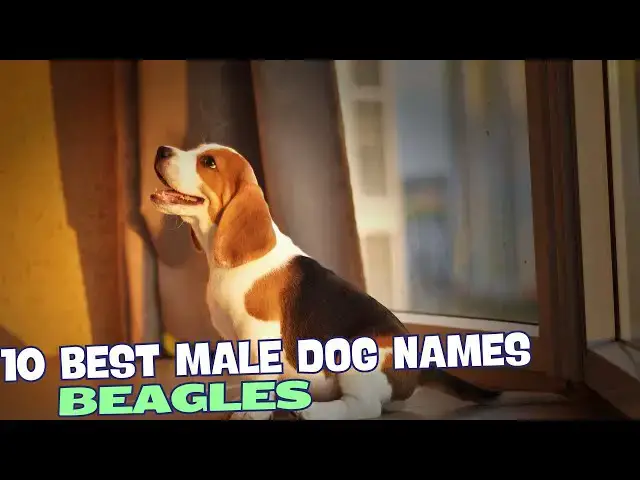 Video thumbnail for 10 Best Male Beagle Dog Names🐾
