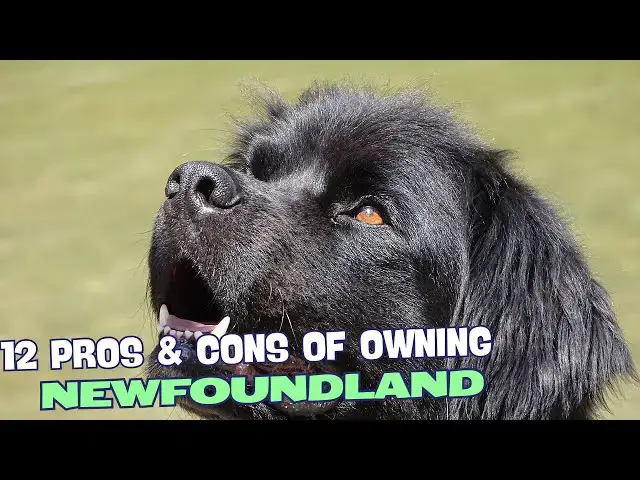 Video thumbnail for 12 Pros & Cons of Owning a Newfoundland Dog!🐾