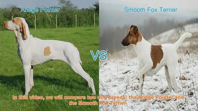 Video thumbnail for Ariège Pointer vs. Smooth Fox Terrier: Breed Comparison