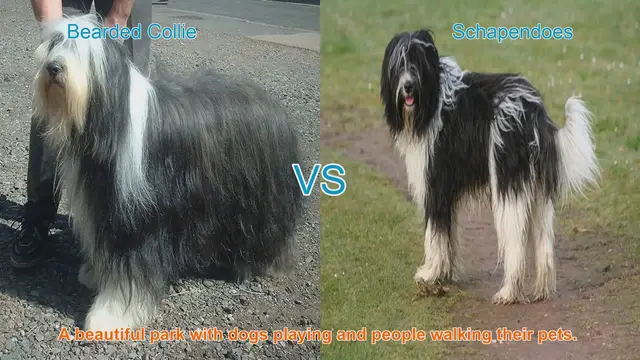 Video thumbnail for Bearded Collie vs. Schapendoes: A Comparison of Two Long-Haired Dog Breeds