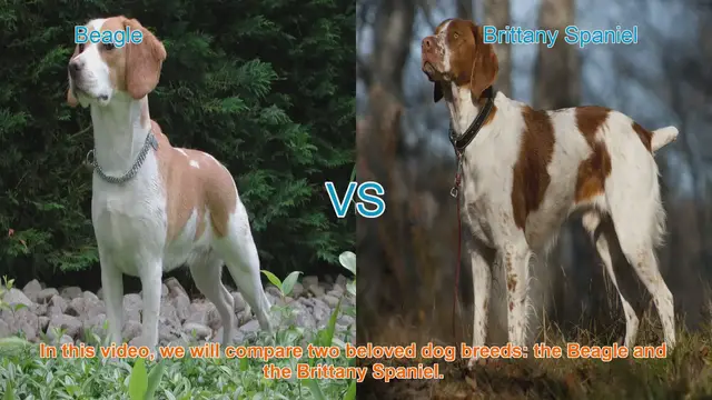 Video thumbnail for Beagle vs. Brittany Spaniel: A Comparison of Two Popular Dog Breeds