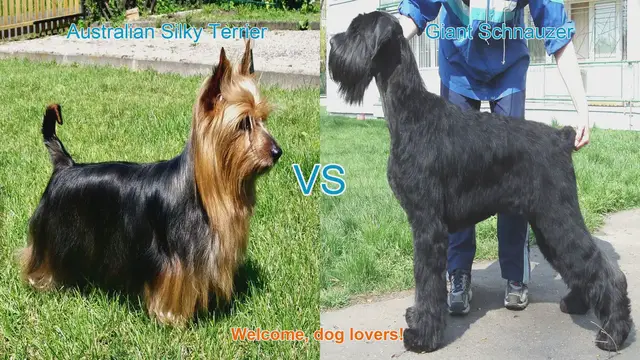 Video thumbnail for Comparing Australian Silky Terrier and Giant Schnauzer: A Guide for Dog Lovers