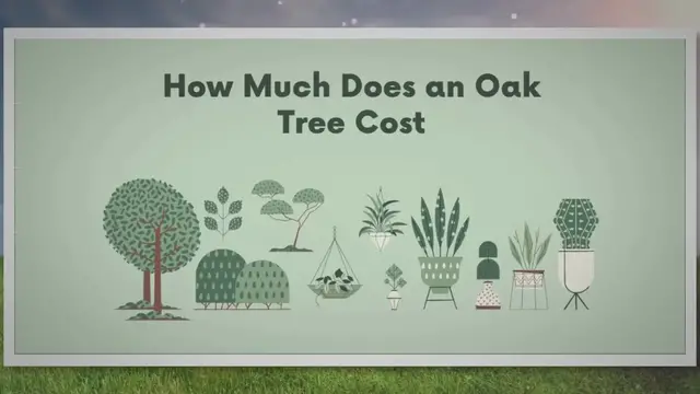 Video thumbnail for Unveiling the Surprising Costs of Oak Trees - You Won't Believe