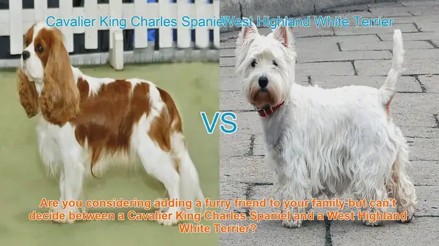 Video thumbnail for Cavalier King Charles Spaniel vs. West Highland White Terrier: A Detailed Comparison