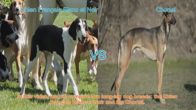 Video thumbnail for Comparing Chien Français Blanc et Noir and Chortai: A Guide for Dog Enthusiasts