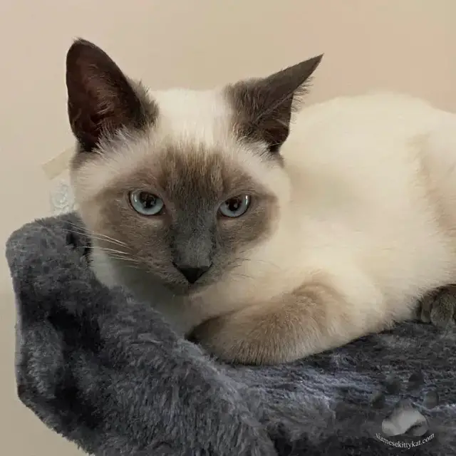 Video thumbnail for Are Siamese Cats Mean?