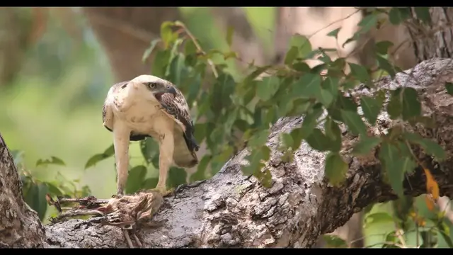 Video thumbnail for Big Eagle Eating a Baby Deer | Crested Hawk Eagle