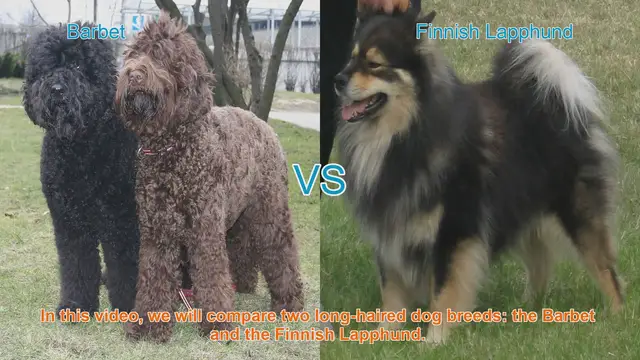 Video thumbnail for Barbet vs. Finnish Lapphund: A Comparison of Long-Haired Dog Breeds