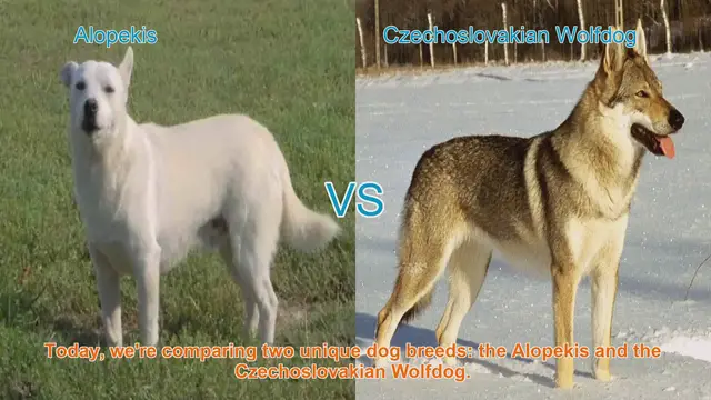 Video thumbnail for Alopekis vs. Czechoslovakian Wolfdog: Breed Comparison Guide