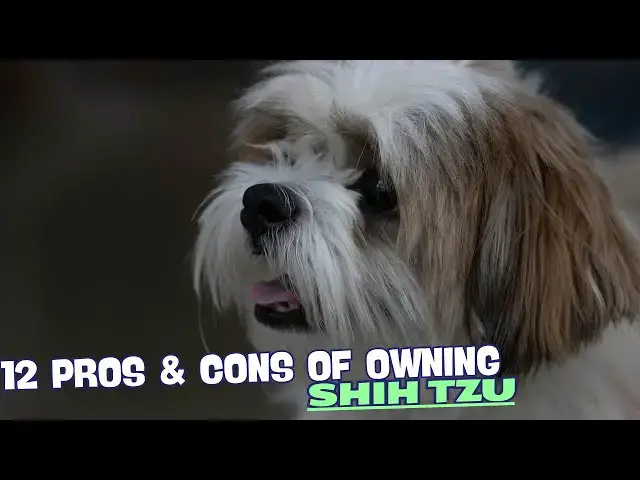 Video thumbnail for 12 Pros & Cons of Owning a Shih Tzu🌸
