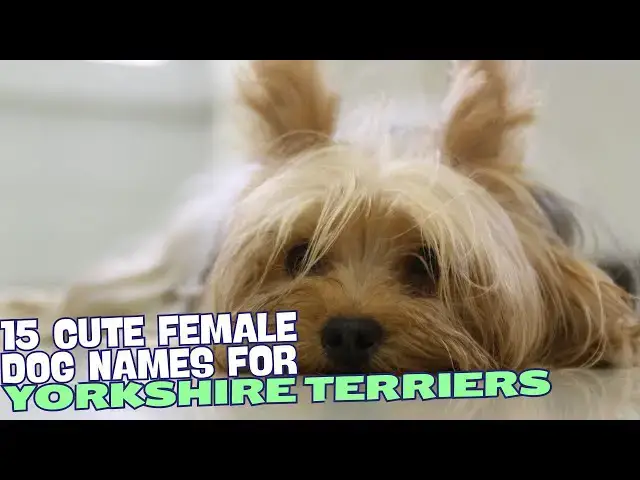 Video thumbnail for 15 Cute Female Yorkie Names🐾