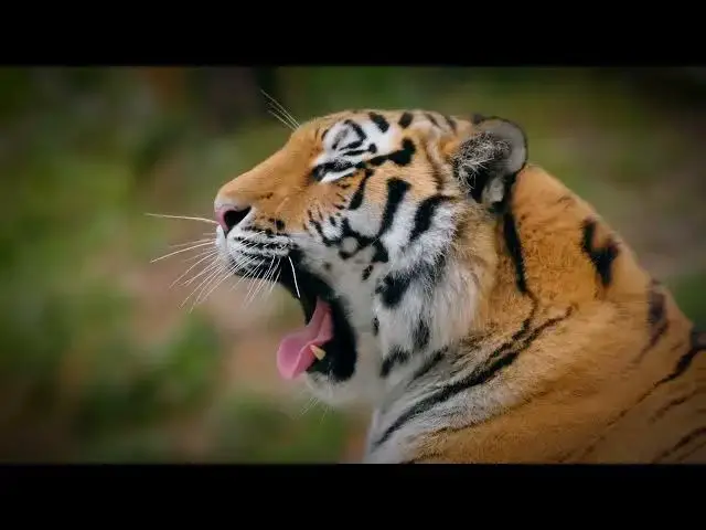 'Video thumbnail for The Ancient Use of Tiger Bones in Traditional Medicine'