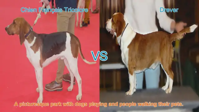 Video thumbnail for Exploring the Chien Français Tricolore and Drever Dog Breeds