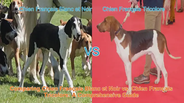 Video thumbnail for Comparing Chien Français Blanc et Noir vs. Chien Français Tricolore: A Comprehensive Guide