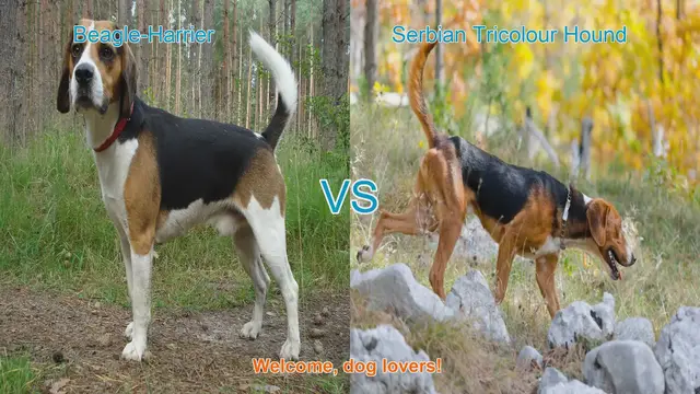 Video thumbnail for Beagle-Harrier vs. Serbian Tricolour Hound: A Comprehensive Comparison
