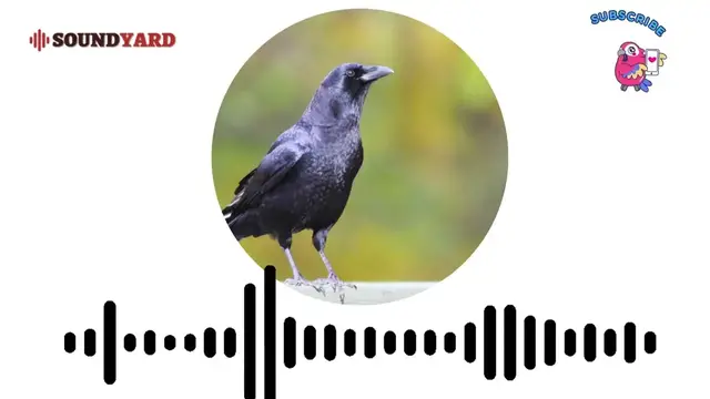 Video thumbnail for American Crow Sound, Crow Call and Song [Audiogram Version]