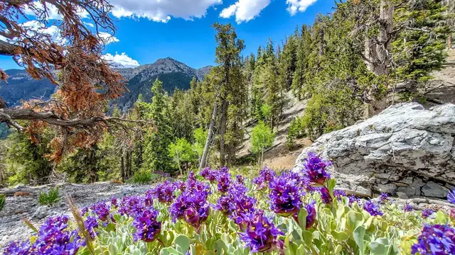 Video thumbnail for 15 Mount Charleston Hiking Trails