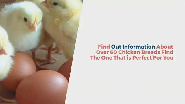 'Video thumbnail for Chickenbreedslist.com'