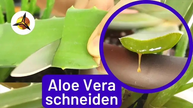 Video thumbnail for Aloe Vera Blätter schneiden & aufbewahren